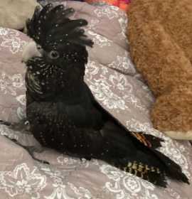 Lost Black Cockatoo