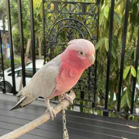Lost Cockatoo