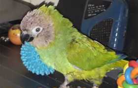 Lost Conure