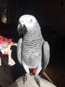 Lost African Grey