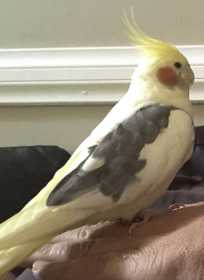 Lost Cockatiel