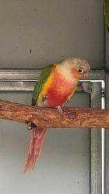 Lost Conure