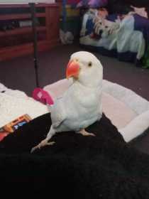Lost Indian Ringneck Parakeet