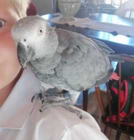 Lost African Grey