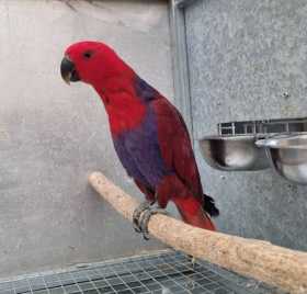 Lost Eclectus