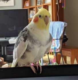 Lost Cockatiel