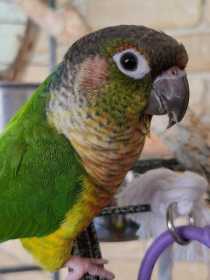 Lost Conure