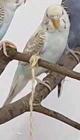 Lost Budgerigar