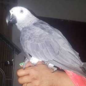 Lost African Grey