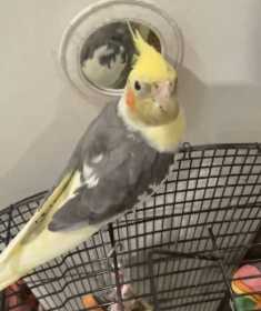 Lost Cockatiel