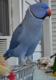 Lost Indian Ringneck Parakeet