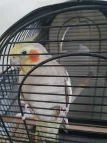 Lost Cockatiel