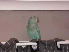 Lost Indian Ringneck Parakeet