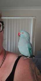 Lost Indian Ringneck Parakeet