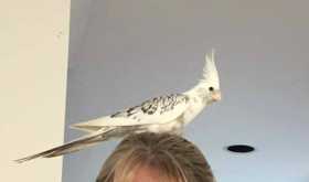 Lost Cockatiel