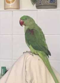 Lost Alexandrine