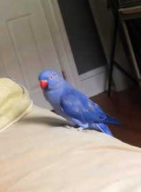 Lost Indian Ringneck Parakeet