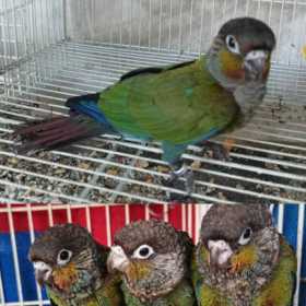 Lost Conure