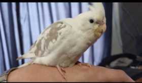 Lost Cockatiel