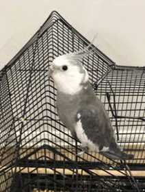 Lost Cockatiel