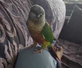 Lost Conure