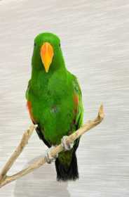 Lost Eclectus