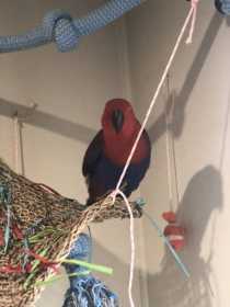 Lost Eclectus