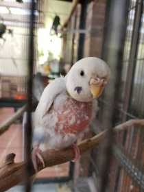 Lost Budgerigar