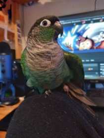 Lost Conure