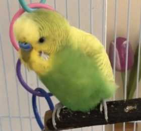 Lost Budgerigar