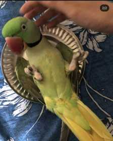 Lost Indian Ringneck Parakeet