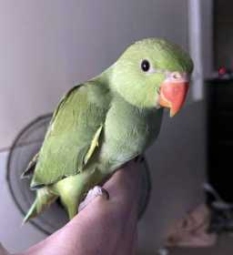 Lost Indian Ringneck Parakeet