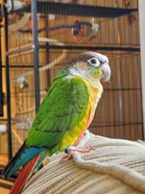 Lost Conure