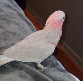 Lost Galah Cockatoo