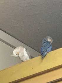 Lost Cockatiel