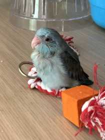 Lost Parrotlet