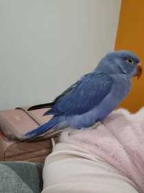 Lost Indian Ringneck Parakeet