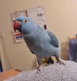 Lost Indian Ringneck Parakeet