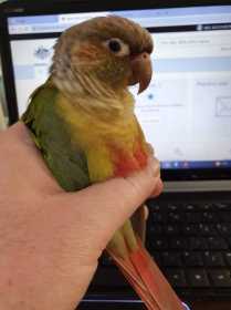 Lost Conure