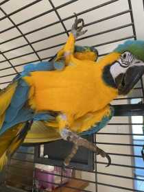 Lost Macaw
