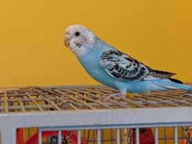 Lost Parakeet