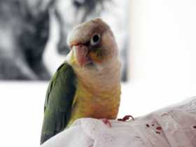 Lost Conure