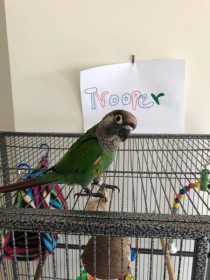Lost Conure