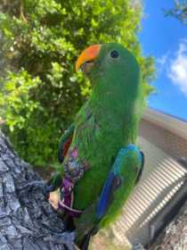 Lost Eclectus