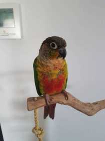 Lost Conure