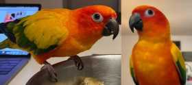 Lost Conure