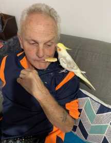 Lost Cockatiel