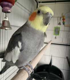 Lost Cockatiel