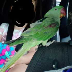 Lost Alexandrine