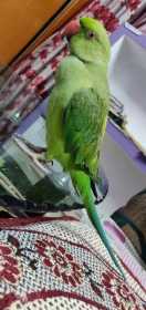 Lost Bird / Parrot
